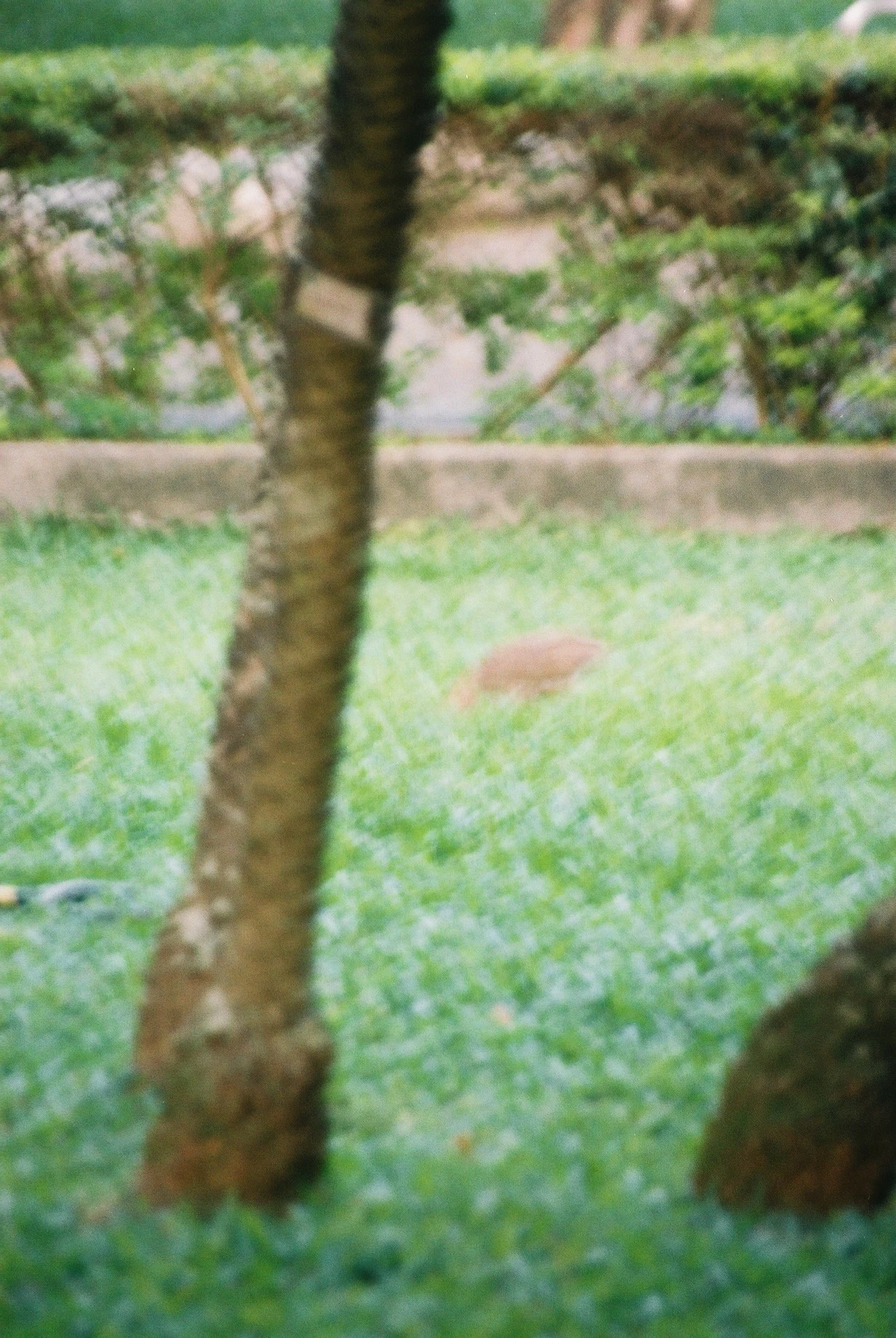 底片 - Kodak Proimage 100