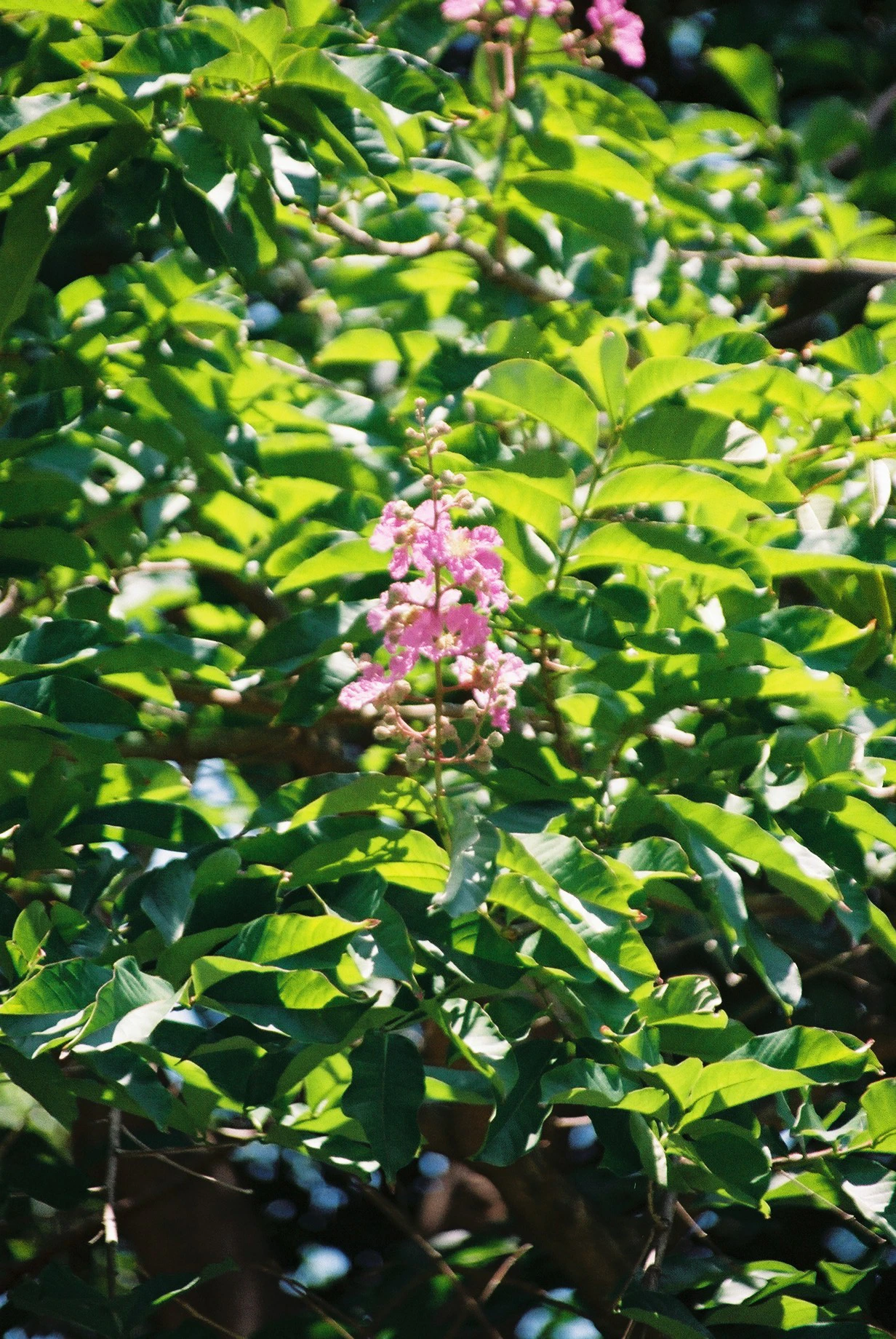 底片 - Kodak Proimage 100
